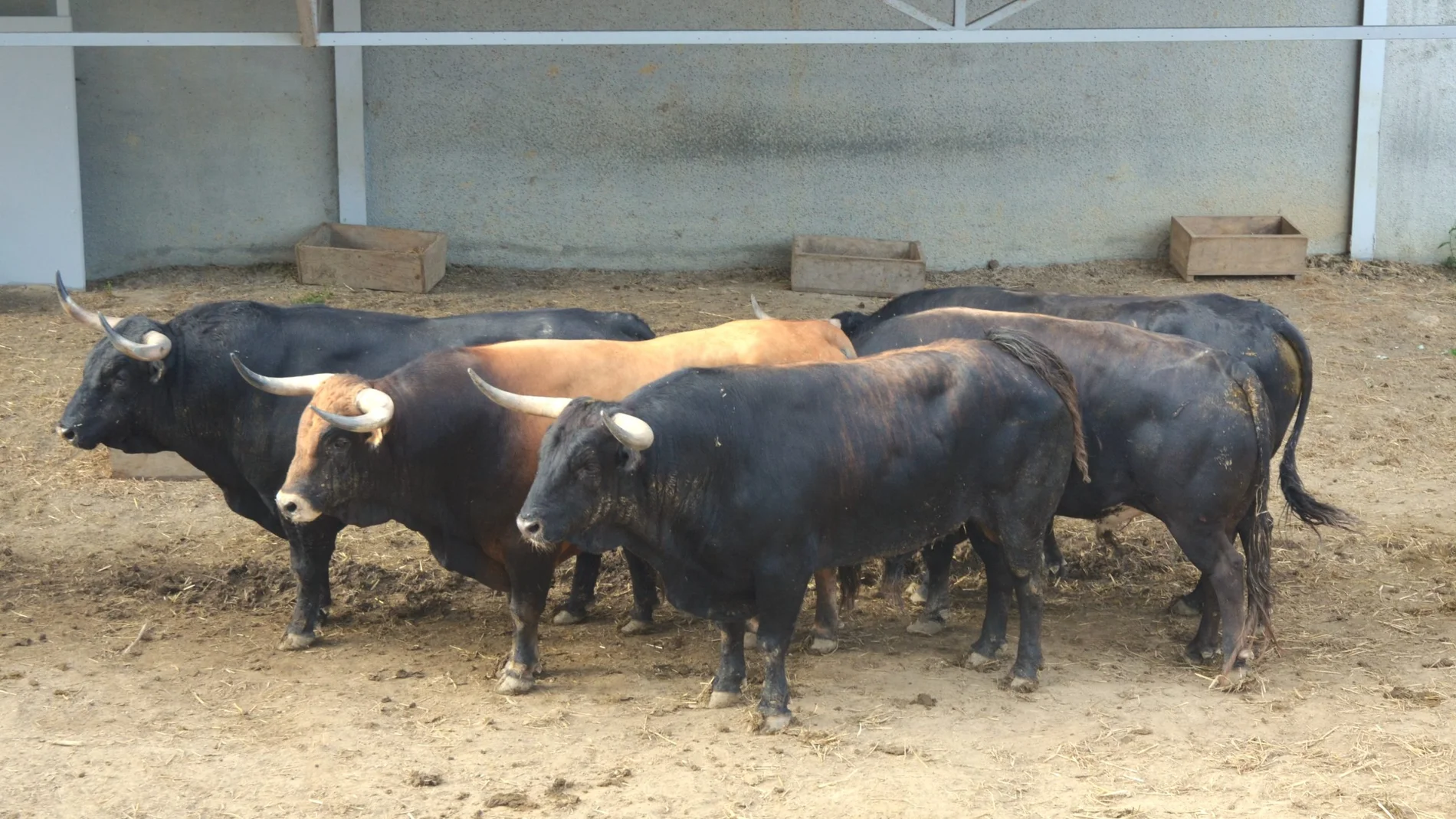 Toros de La Palmosilla en los corrales del gas