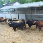 Los toros de La Palmosilla, protagonistas del primer encierro de San Fermín este domingo 7 de julio