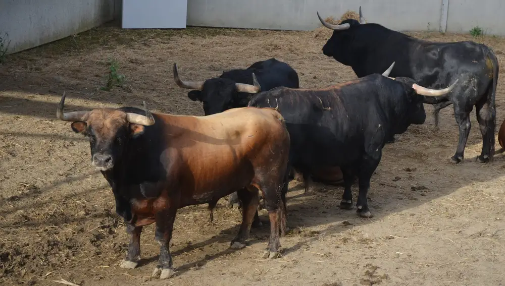 La Palmosilla, Pamplona 2024