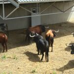 Este martes 9 de julio llega el peligro a las calles de Pamplona con estos toros de Cebada Gago 