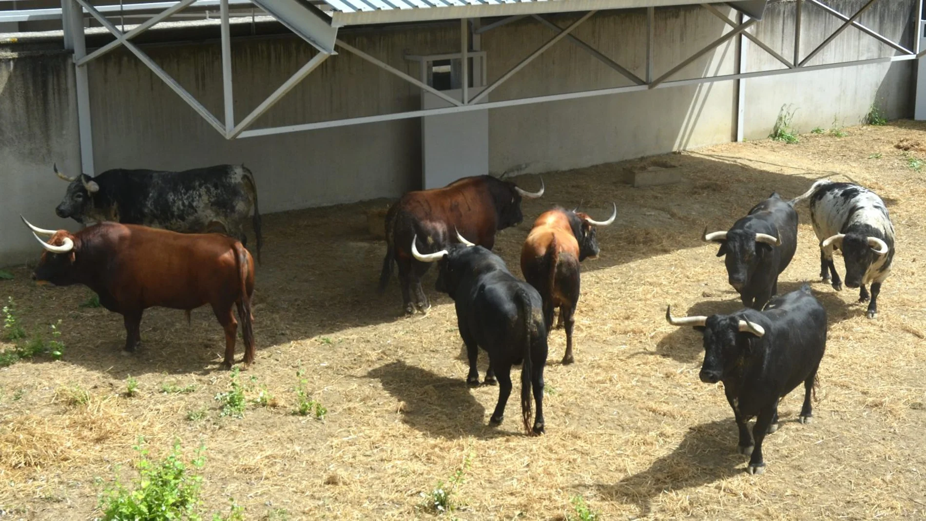 Este martes 9 de julio llega el peligro a las calles de Pamplona con estos toros de Cebada Gago