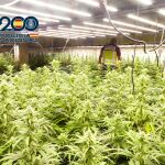 Imagen de la plantación desmantelada en un municipio de la comarca valenciana de La Safor