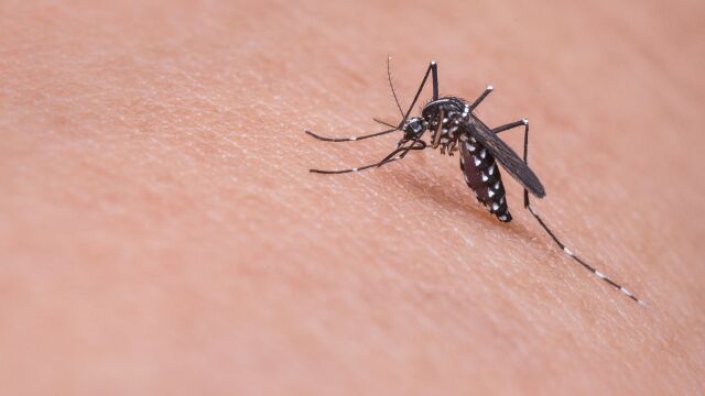 No todos los mosquitos pican