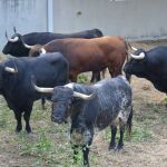 Los toros de Victoriano del Río ya están listos para el encierro de mañana, martes 9 de julio