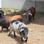 Los toros de Cebada Gago ya esperan en los chiqueros de la plaza de Pamplona