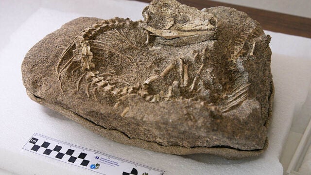 Restos paleontológicos del lagarto Gallotia