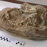 Restos paleontológicos del lagarto Gallotia