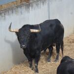 Los toros de Fuente Ymbro ya esperan a Perera, Roca Rey y Rufo en Pamplona (orden de lidia)
