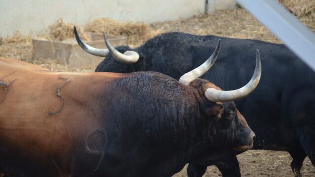 Los toros de Victoriano del Río, listos para la corrida de esta tarde (orden de lidia)