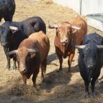 Estos son los toros de Domingo Hernández que saldrán el jueves 11 en el encierro de San Fermín