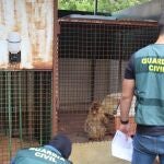 Granada.- Sucesos.- La Guardia Civil halla dos monos de Gibraltar encerrados en el patio de una vivienda de Granada