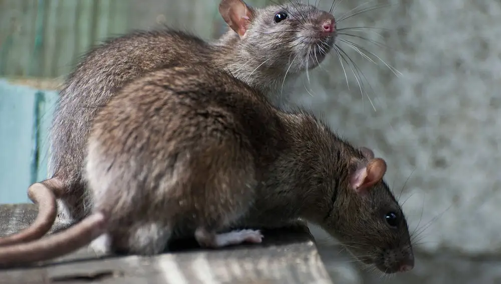 Ratas