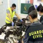 Detenido con 38 cadáveres de aves protegidas africanas en el aeropuerto de Barcelona