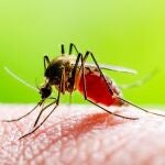 Mosquito Culex, portador del virus del Nilo
