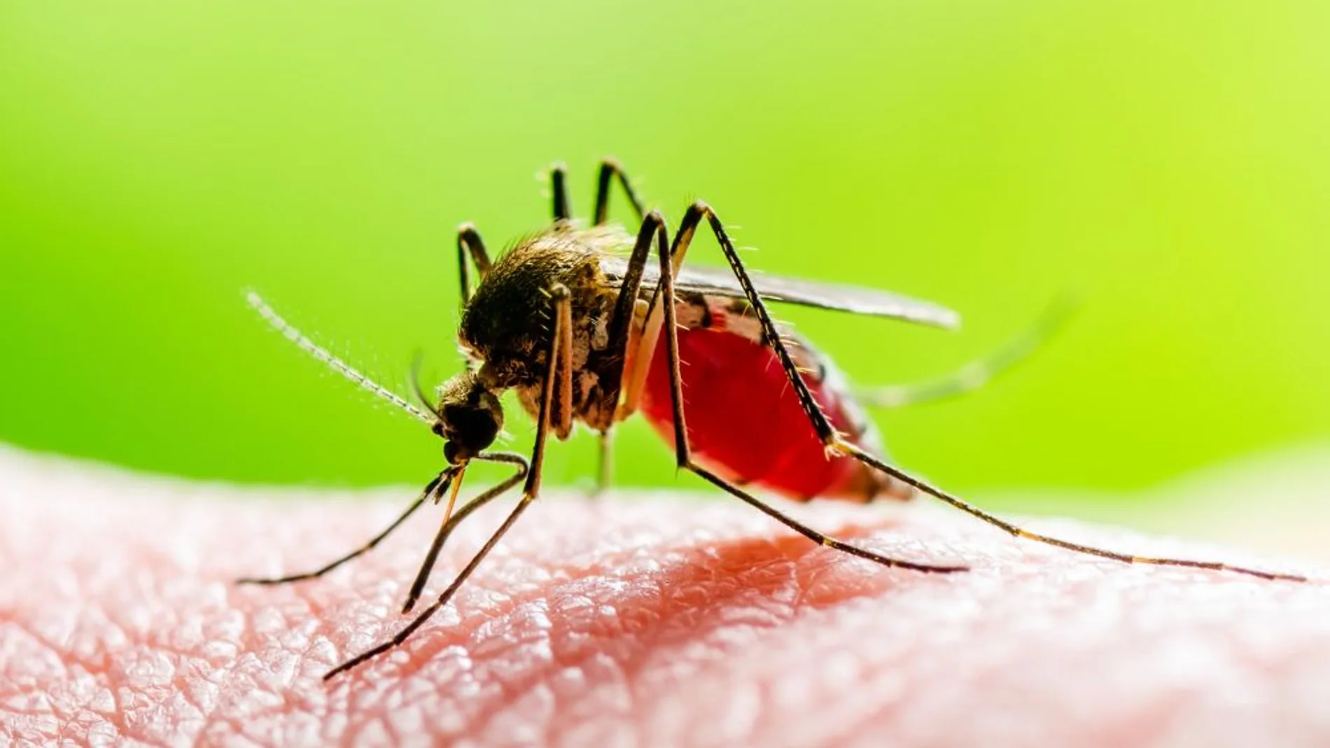 Nil Insect ¿Qué es el virus del Nilo? La enfermedad que ha provocado la muerte de ...