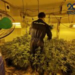 La Policía Nacional encuentra dos plantaciones "indoor" de marihuana en Albacete