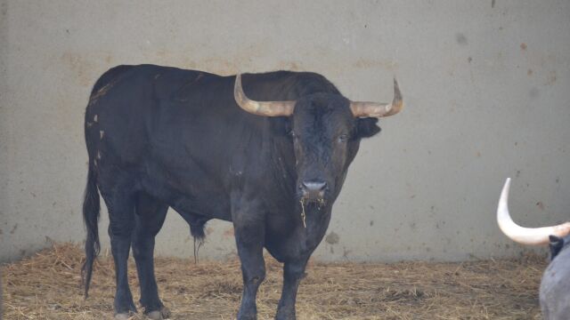 ¿Los toros de Jandilla propiciarán la sexta puerta grande consecutiva de Roca Rey esta tarde? (Orden de lidia)