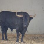 ¿Los toros de Jandilla propiciarán la sexta puerta grande consecutiva de Roca Rey esta tarde? (Orden de lidia)