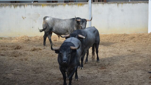 Los temidos toros de José Escolar ya esperan a la terda de esta tarde (orden de lidia)