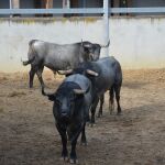 Los temidos toros de José Escolar ya esperan a la terda de esta tarde (orden de lidia)