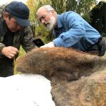 Valerii Plotnikov y Dan Fisher examinan la piel de mamut después de haber sido excavada del permafrost.