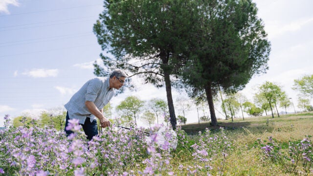 Sequía.- Las mariposas del área de Barcelona disminuyen más de un 30% en la sequía, según un informe