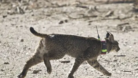 El lince "Troncho" El lince "Troncho"