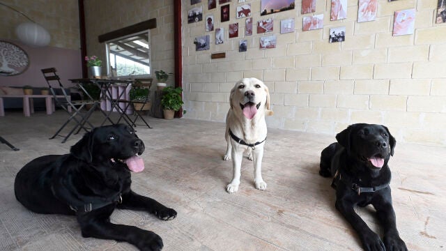 Uva, Lina y Java, perros usados en terapia en el HUBU