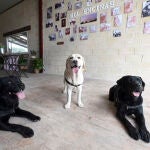 Uva, Lina y Java, perros usados en terapia en el HUBU