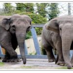 Algunos de los elefantes que serán trasladados al zoo de Casablanca