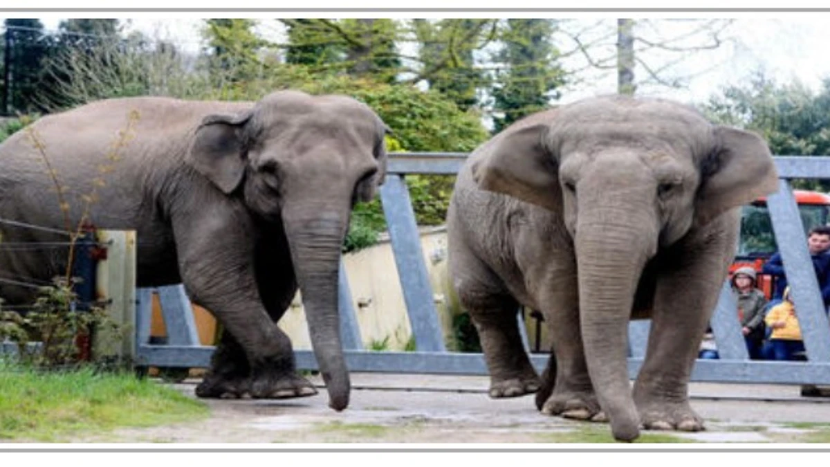 Elefantes de un zoológico de Bélgica son trasladados a Marruecos