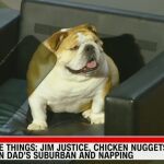 Babydog, el perro del gobernador de Virginia Occidental, Jim Justice