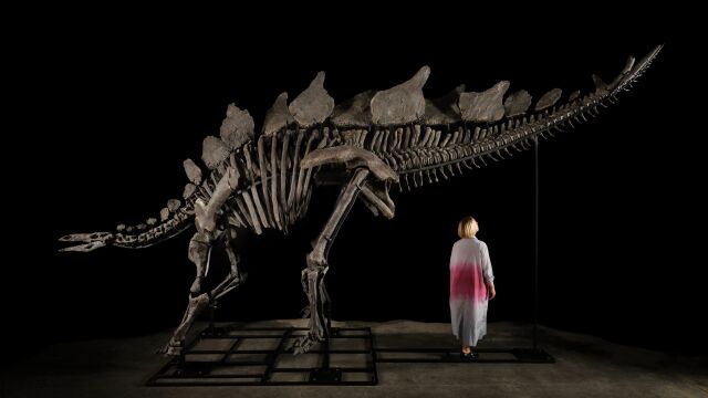 El fósil de estegosaurio vendido por Sotheby's Nueva York