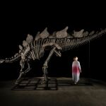 El fósil de estegosaurio vendido por Sotheby's Nueva York