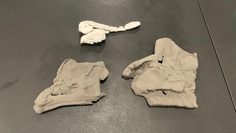 Un modelo impreso en 3D de los cráneos de Parasaurolophus a una escala de 1:3 en comparación con el fósil original. El modelo blanco representa los pasajes nasales dentro del cráneo.