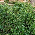 Zanthoxylum piperitum, también conocida como pimienta de Sichuan