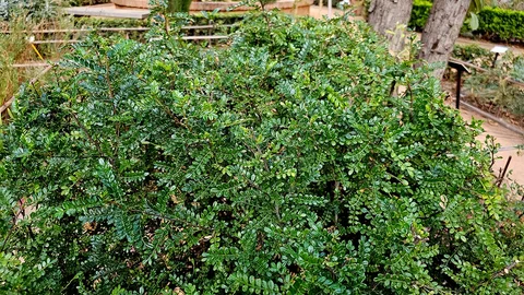 Zanthoxylum piperitum, también conocida como pimienta de Sichuan