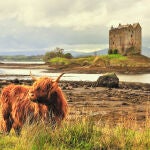 La vaca peluda es una raza bovina originaria de las Tierras Altas de Escocia