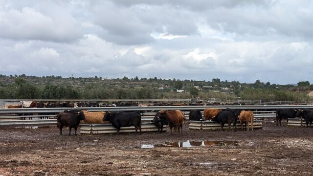 Las vacas pastan y beben con normalidad en la finca de La Vinagra de Fernando Machancoses.