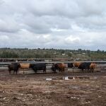 Las vacas pastan y beben con normalidad en la finca de La Vinagra de Fernando Machancoses.