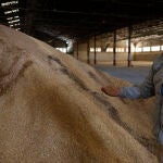 El cooperativista, Jaime Pons, muestra el arroz almacenado en la secadora de la Cooperativa Agrícola de San Pedro de Massanassa