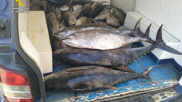 Sucesos.- Incautados más de 440 kilos de pescado en La Gomera capturado de forma ilegal