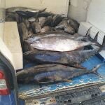 Sucesos.- Incautados más de 440 kilos de pescado en La Gomera capturado de forma ilegal