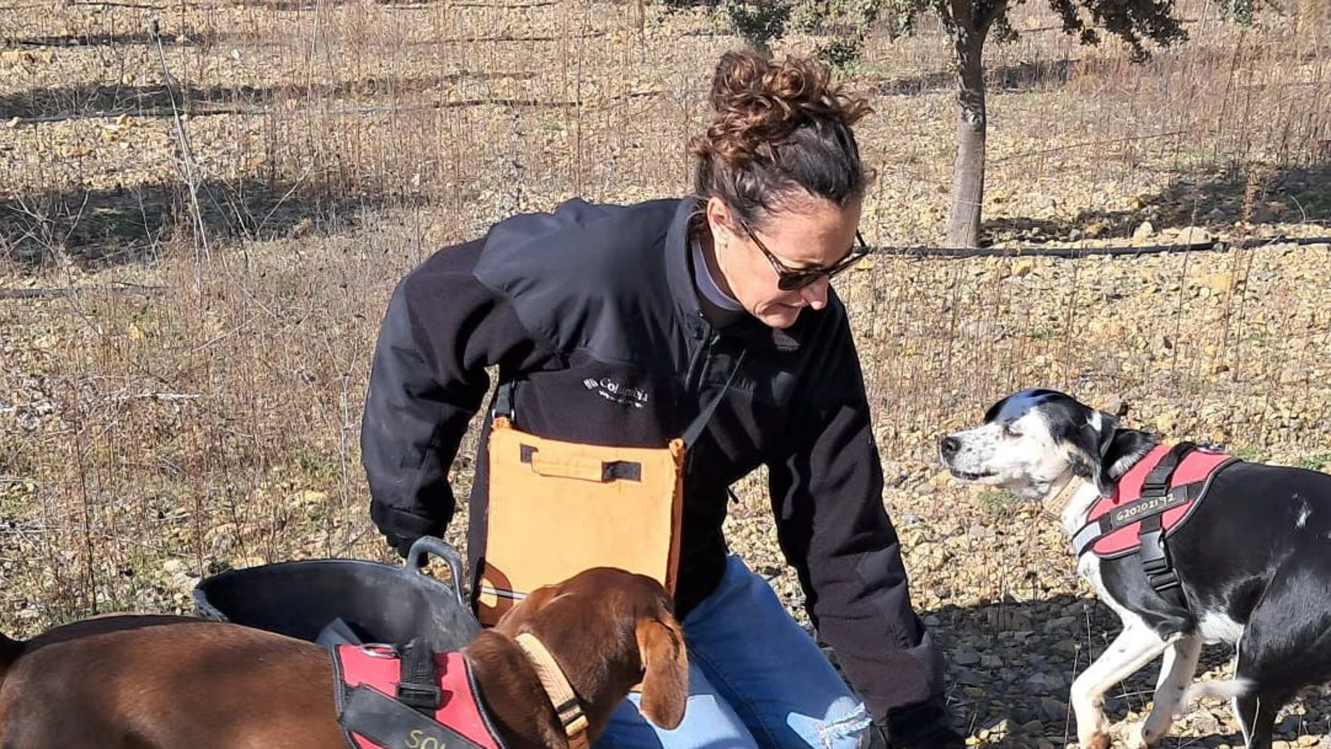 Niebla y Sol, perros truferos buscando trufa en un campo de carrasca