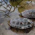 El "hospital de animales" que acoge a 120 tortugas rescatadas de la DANA