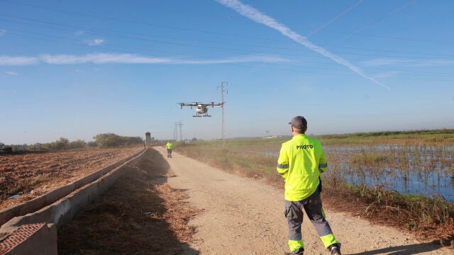 Un dron interviene en la campaña para el tratamiento contra los mosquitos que propagan el Virus del Nilo sobre un arrozal 