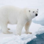 Oso polar 