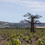 Viñedos de Vega Sicilia, en Valbuena de Duero (Valladolid)