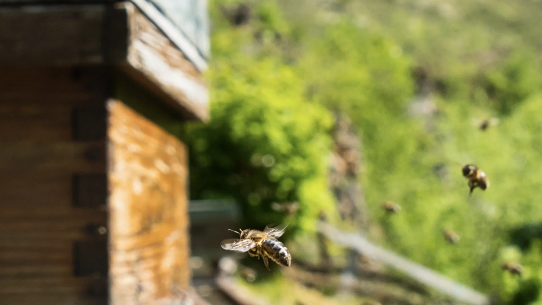 Un nuevo avispón asiático aparece en Asturias y pone en jaque la producción de miel
