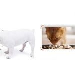 Petkit